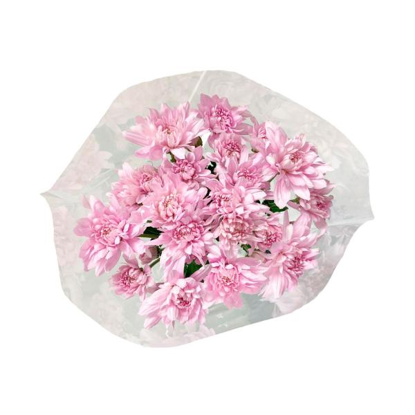 Bunch Chrysanthemum Pink