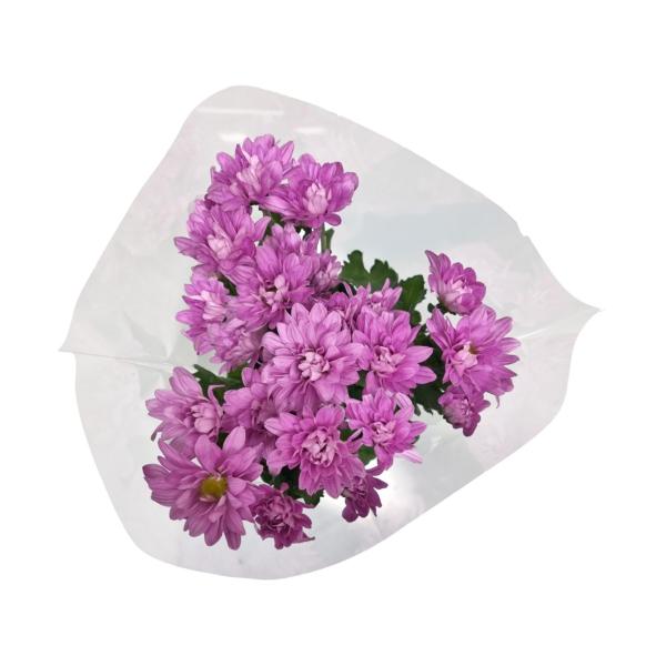 Bunch Chrysanthemum Purple