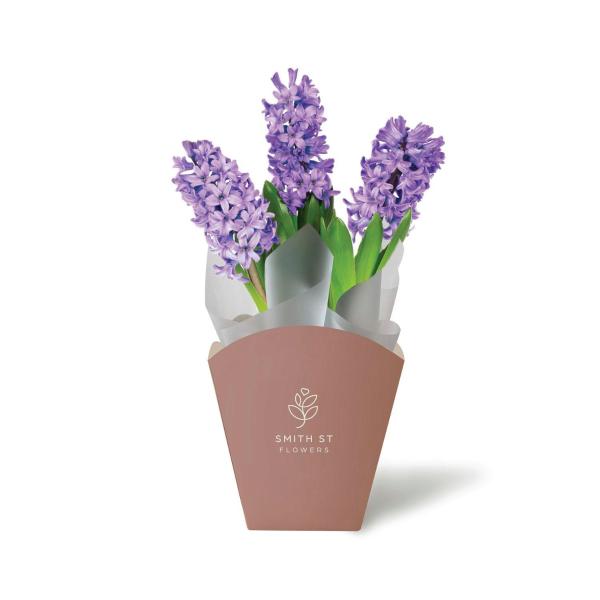 Potted Hyacinth