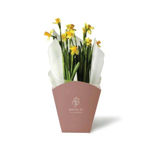 Potted Daffodil