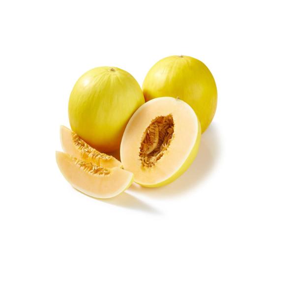 Melon Honeydew Gold Medium